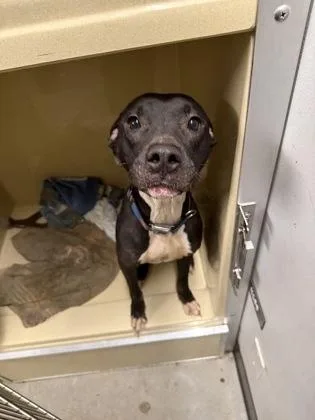 A young medium-sized male Black Pit Bull Terrier dog named Fastball for adoption in Cleveland, OH