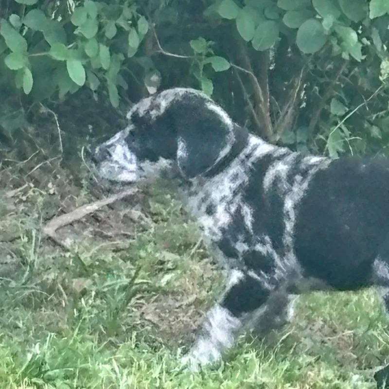 A baby small-sized male Gray / Blue / Silver Australian Cattle Dog / Blue Heeler dog named Theo for adoption in Livingston, TX
