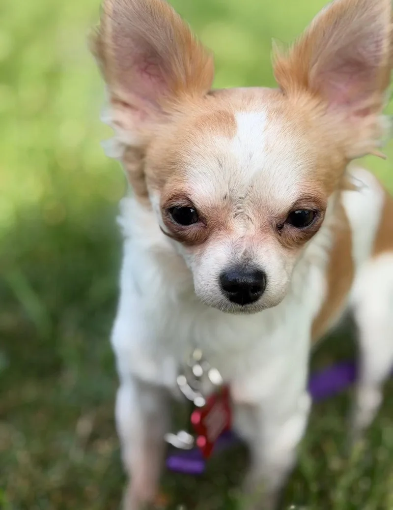 A young small-sized male Chihuahua dog named Chico for adoption in Grafton, WI