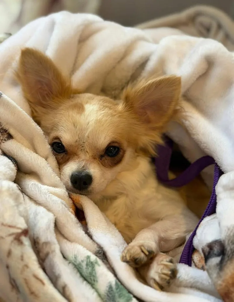 Chico thumbnail 3