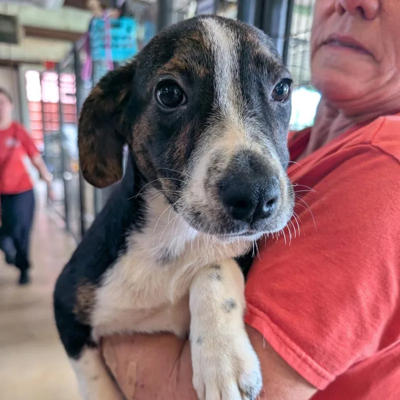 A baby medium-sized female Black Mixed Breed dog named Cassie for adoption in Leander, TX