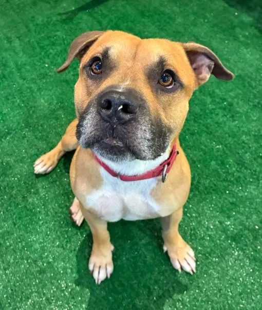 An adult medium-sized male Mixed Breed dog named Miguel for adoption in Palmetto, FL