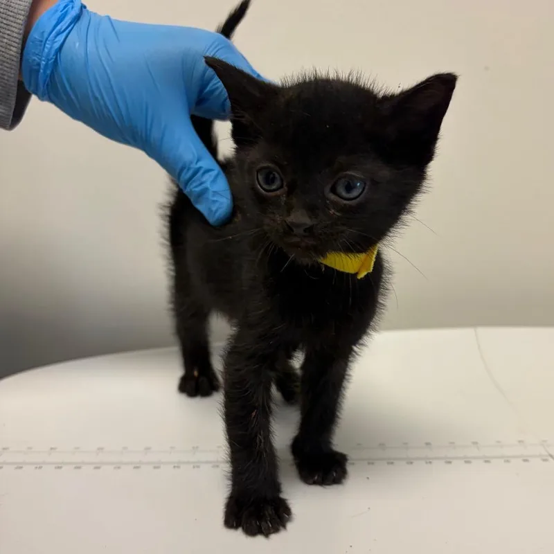 A baby small-sized male Black Domestic Short Hair cat named Tango for adoption in Nashville, TN