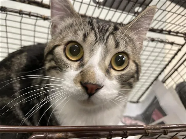 A young medium-sized male Domestic Short Hair cat named Zero for adoption in Van Nuys, CA