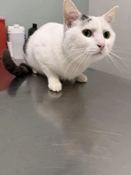 An adult small-sized male White Domestic Short Hair cat named Kris Kringle for adoption in Annapolis, MD