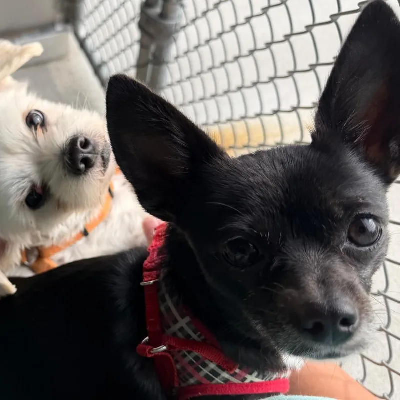 An adult small-sized female Chihuahua dog named Beauty for adoption in Wilmington, DE