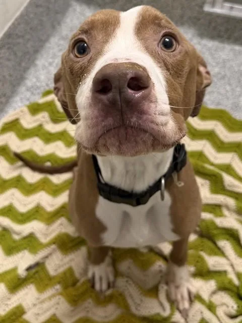 A young medium-sized male Pit Bull Terrier dog named Kaido for adoption in Houston, TX