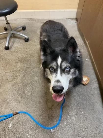 An adult large-sized female Siberian Husky dog named Geisha for adoption in Honolulu, HI