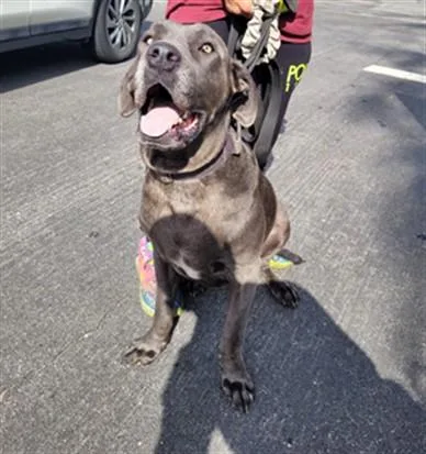 An adult extra large-sized female Cane Corso dog named Bella for adoption in Los Angeles, CA