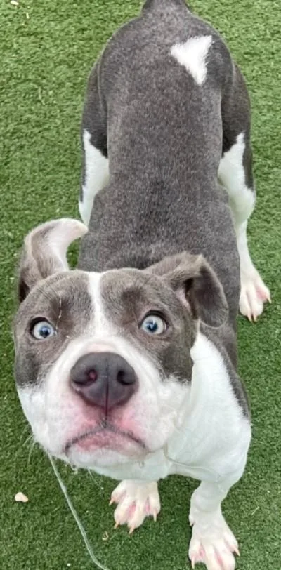 A baby small-sized male Pit Bull Terrier dog named Ziggy for adoption in Texas City, TX