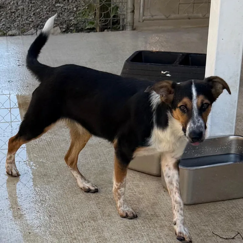 A young medium-sized female Black Cattle Dog named Mar'Shuh for adoption in Hohenwald, TN
