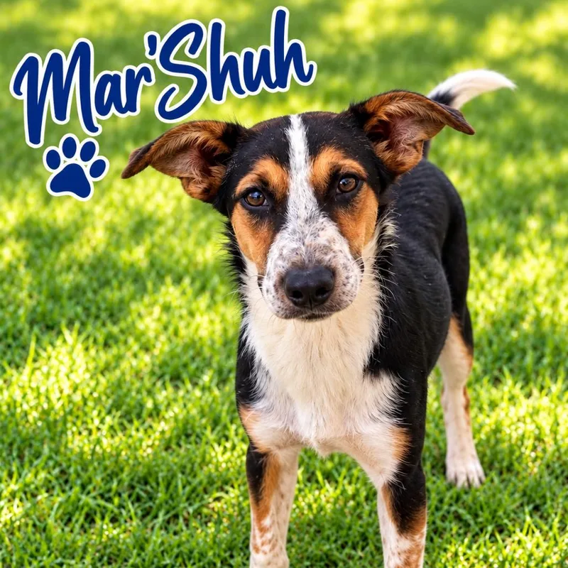 Mar'Shuh thumbnail 2