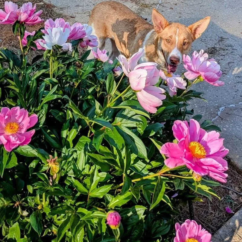 A young medium-sized female Shepherd dog named Artemis for adoption in Newnan, GA
