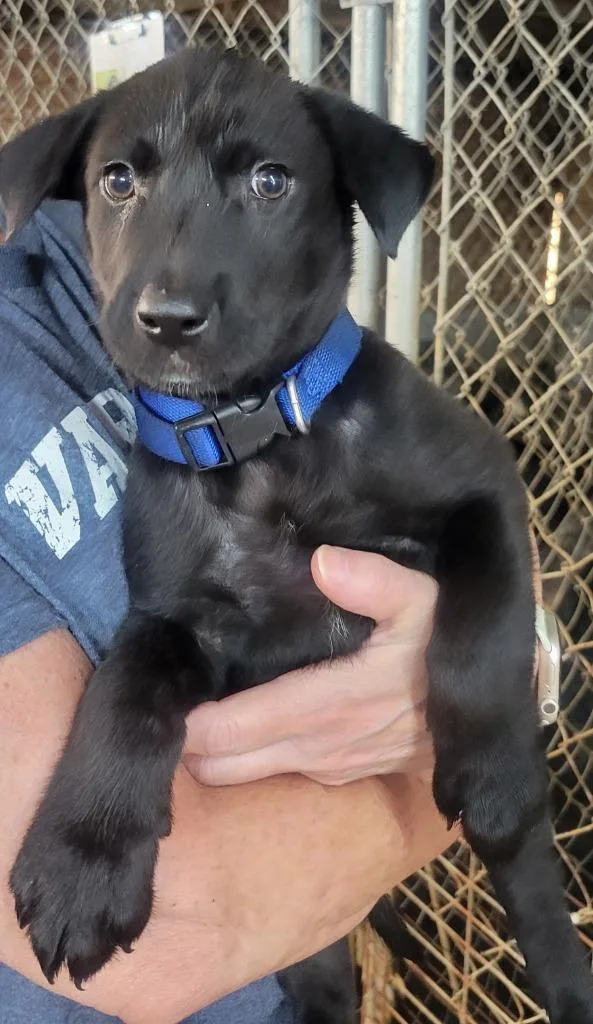 A baby medium-sized male Black Labrador Retriever dog named Orchid for adoption in Hammond, LA