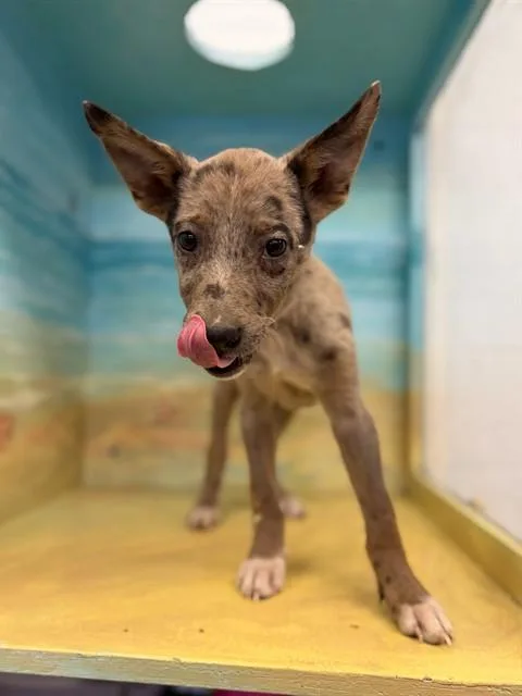 A baby medium-sized female Parson Russell Terrier dog named Sky for adoption in Agoura, CA