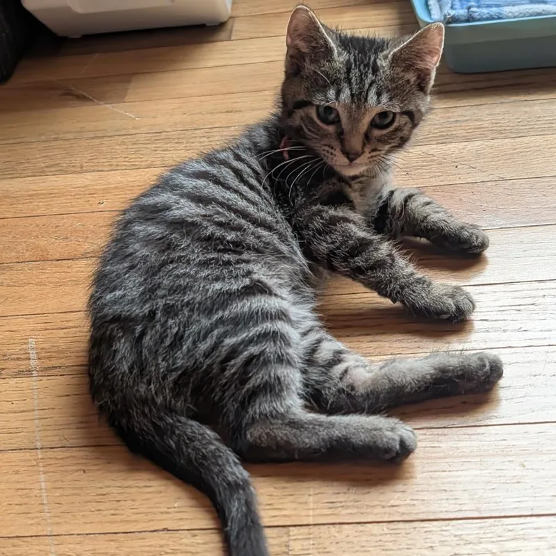 A baby small-sized male Domestic Short Hair cat named Rowen for adoption in Portage, MI