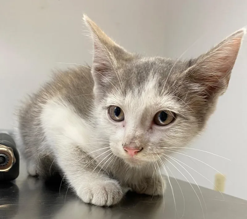 A baby small-sized female Dilute Calico cat named Cream Puff for adoption in Lockhart, TX