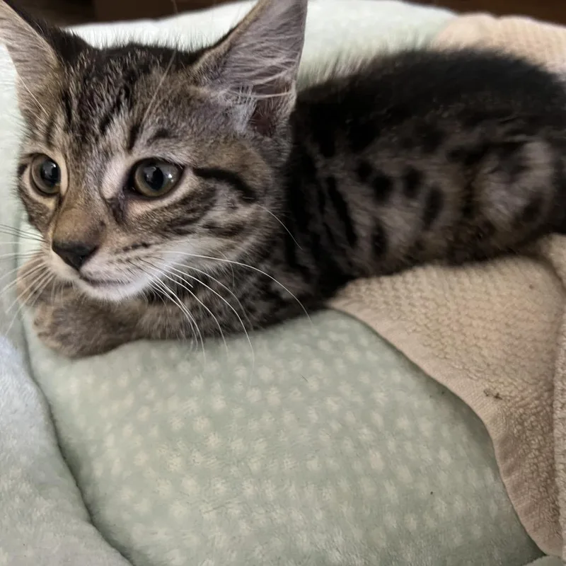 A baby small-sized female Brown / Chocolate Domestic Short Hair cat named Chowder for adoption in Miami, FL