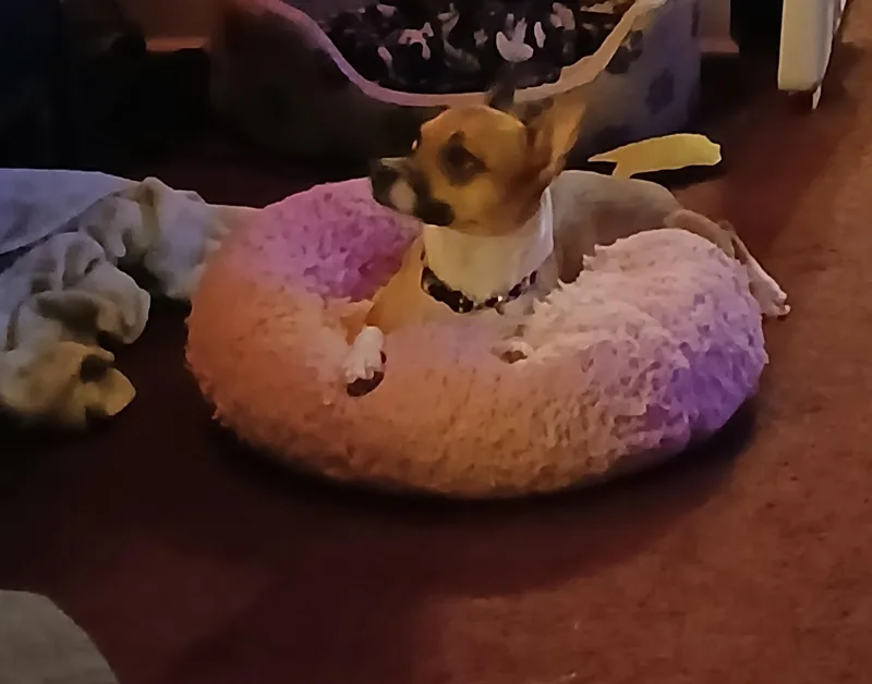 Astro