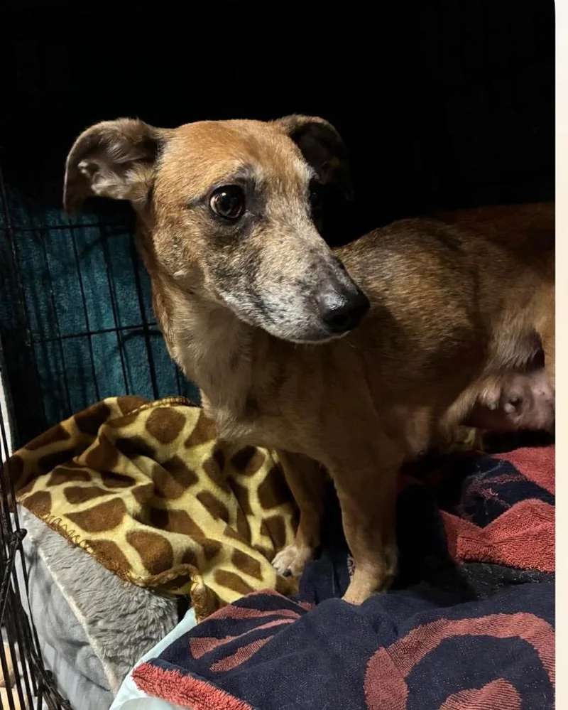 An adult small-sized female Dachshund dog named Ruby for adoption in Charlotte, MI