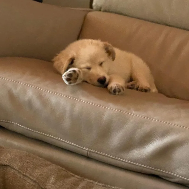 A baby large-sized female White / Cream Great Pyrenees dog named Wren for adoption in St. Charles, IL