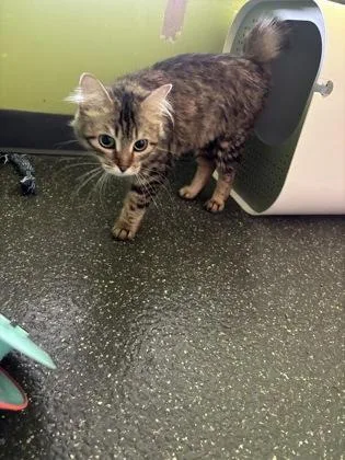 An adult medium-sized female Domestic Short Hair cat named Lemon for adoption in New Orleans, LA