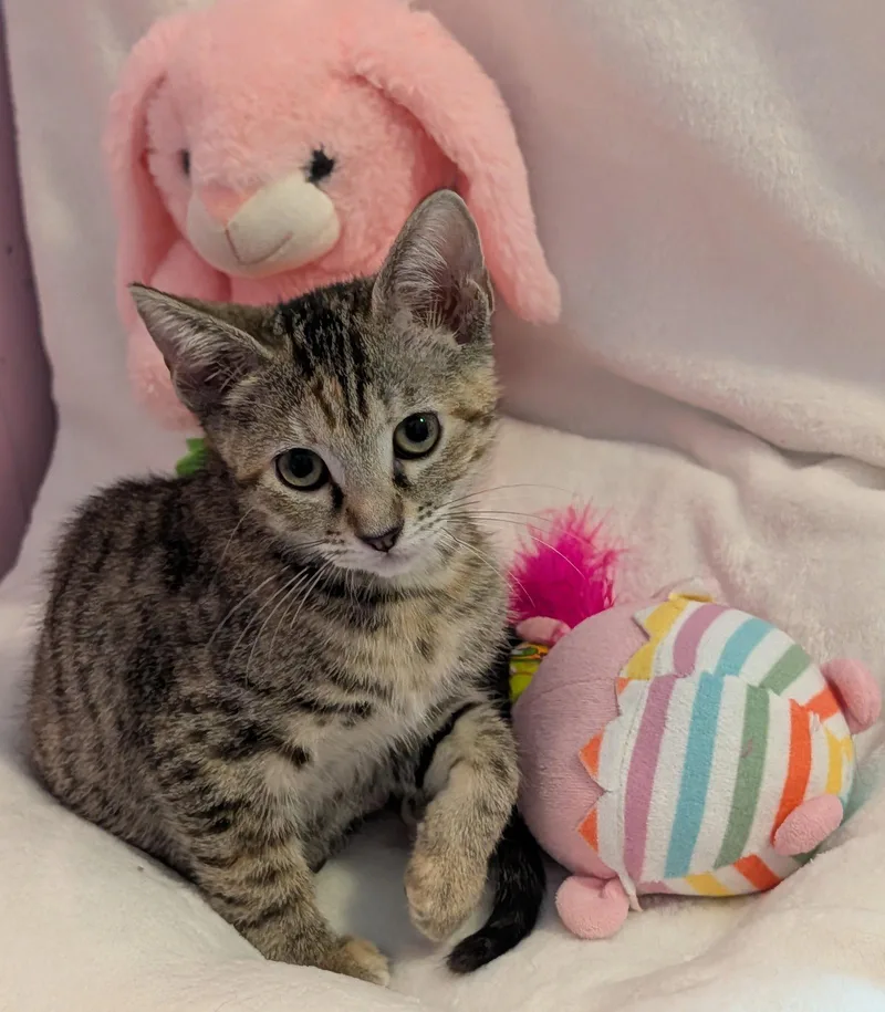 A young medium-sized female Domestic Short Hair cat named Frutti for adoption in Pompano Beach, FL