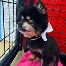 A senior small-sized male Black Pomeranian dog named Yogi for adoption in Ramona, CA