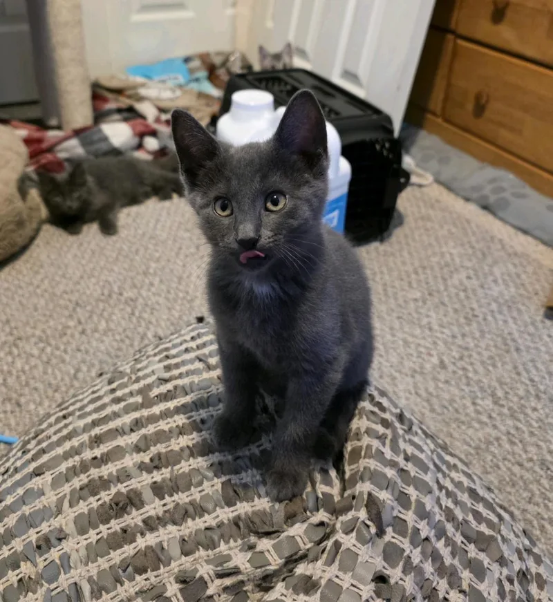 A baby medium-sized male Gray / Blue / Silver Domestic Short Hair cat named Grady for adoption in Greensburg, PA