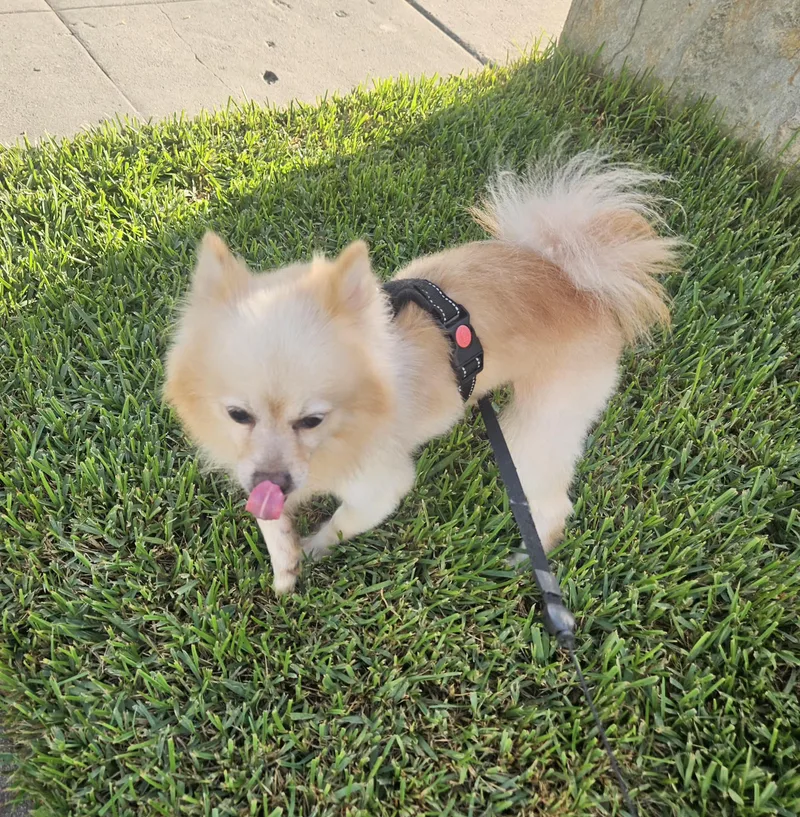 An adult small-sized male Apricot / Beige Pomeranian dog named Teddy for adoption in Los Angeles, CA