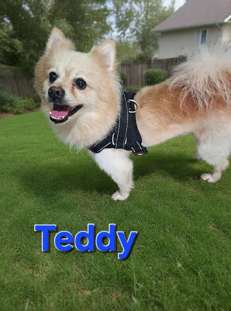 Teddy thumbnail 3