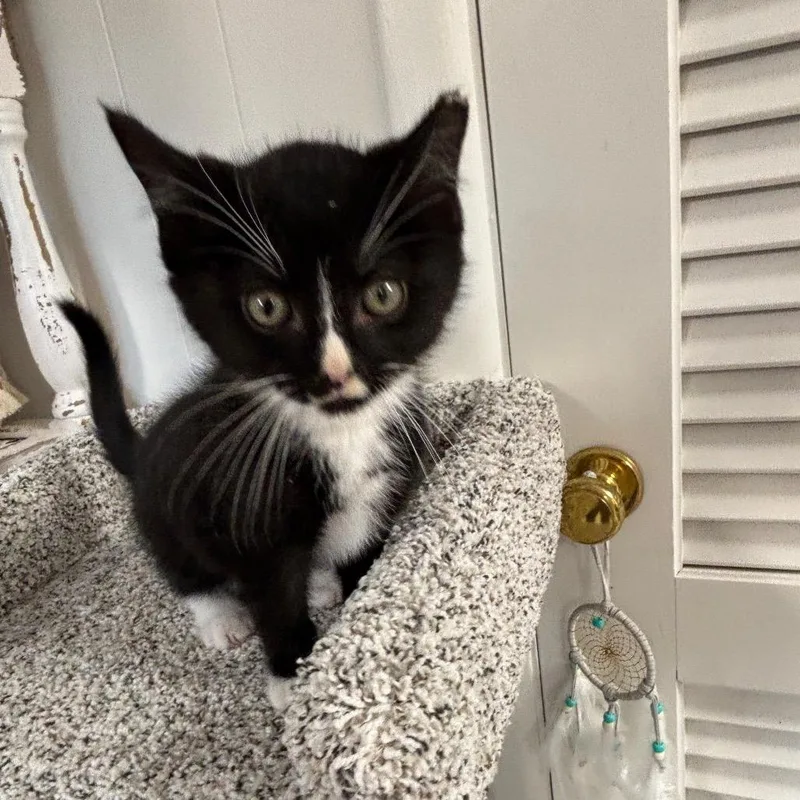 A baby small-sized male Black Domestic Medium Hair cat named Ganache for adoption in Granville, OH