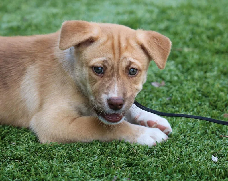 Dreamer Courtesy Listing