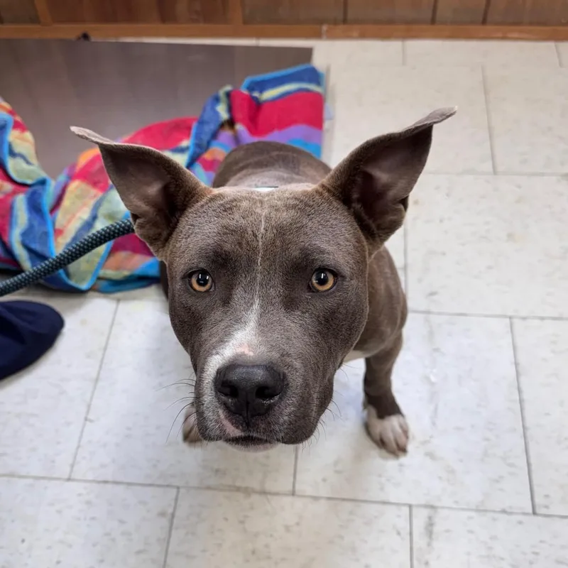 A young medium-sized male Gray / Blue / Silver Mixed Breed dog named Brisket for adoption in Columbiana, AL