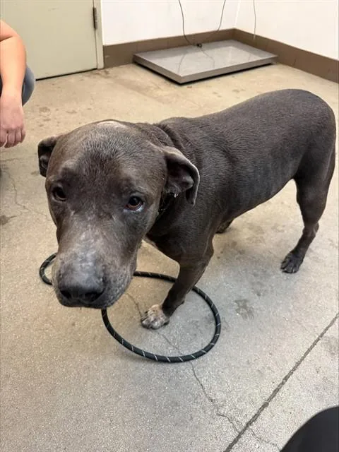 An adult large-sized female Pit Bull Terrier dog named Jenny for adoption in Tucson, AZ