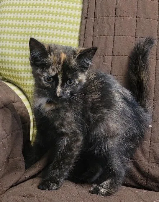 A baby medium-sized female Domestic Short Hair cat named Sable for adoption in Sandusky, OH