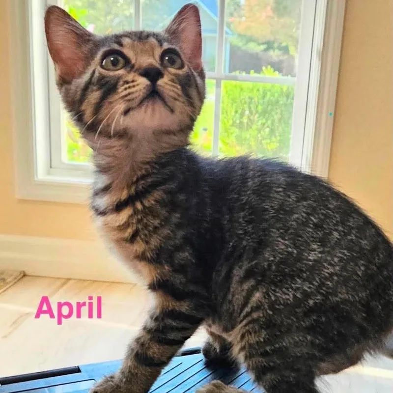 A baby small-sized female Black Domestic Short Hair cat named April Meet me at for adoption in Buffalo, MN