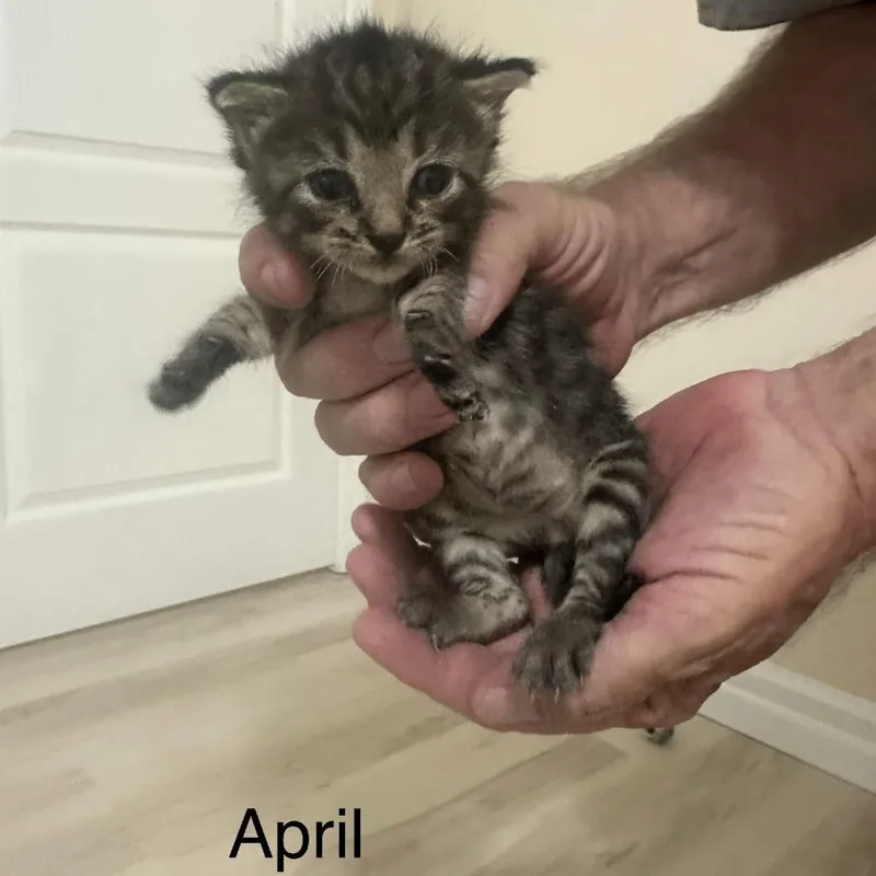April Meet me at thumbnail 2