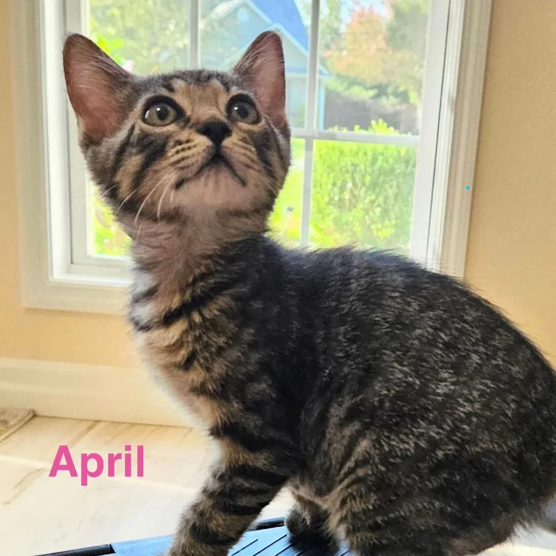 April Meet me at thumbnail 3