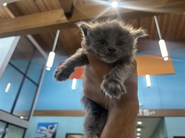 Buttercup