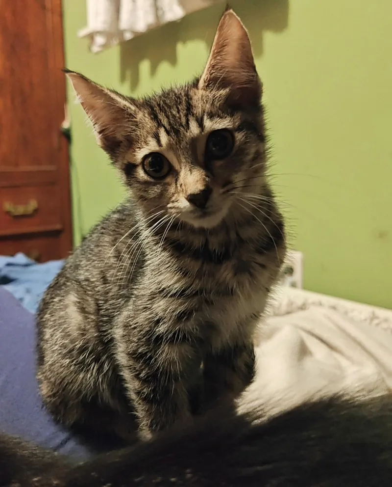 A baby small-sized female Tabby cat named Chili for adoption in Des Moines , WA