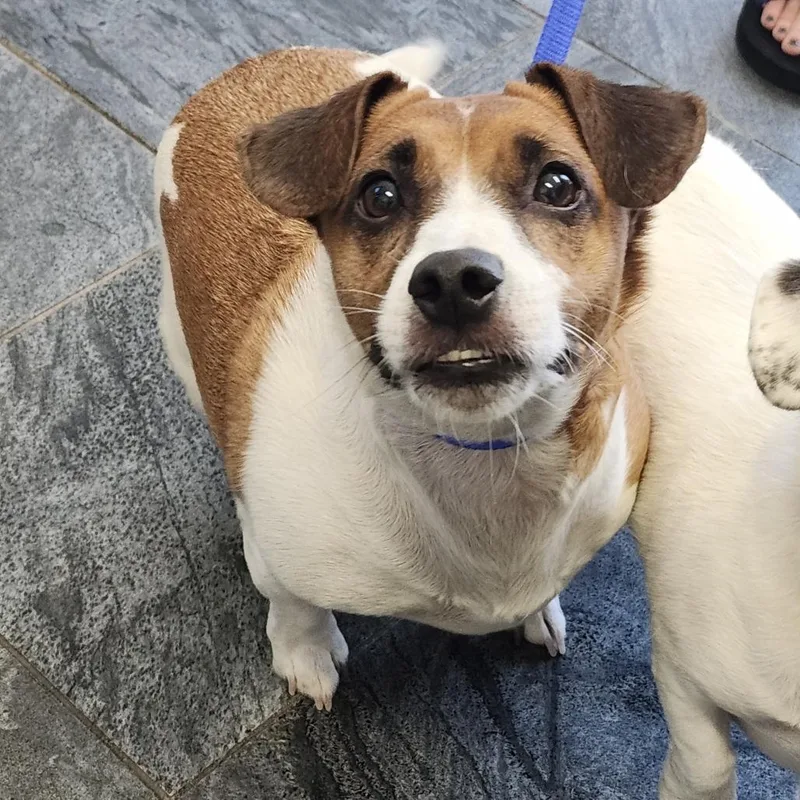 An adult medium-sized male White / Cream Jack Russell Terrier dog named Mac for adoption in Clearwater, FL