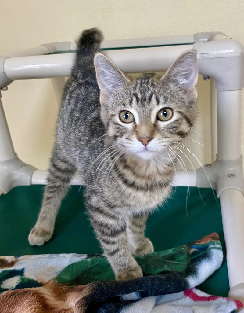 A young medium-sized female Domestic Short Hair cat named Beyonce for adoption in Fargo, ND