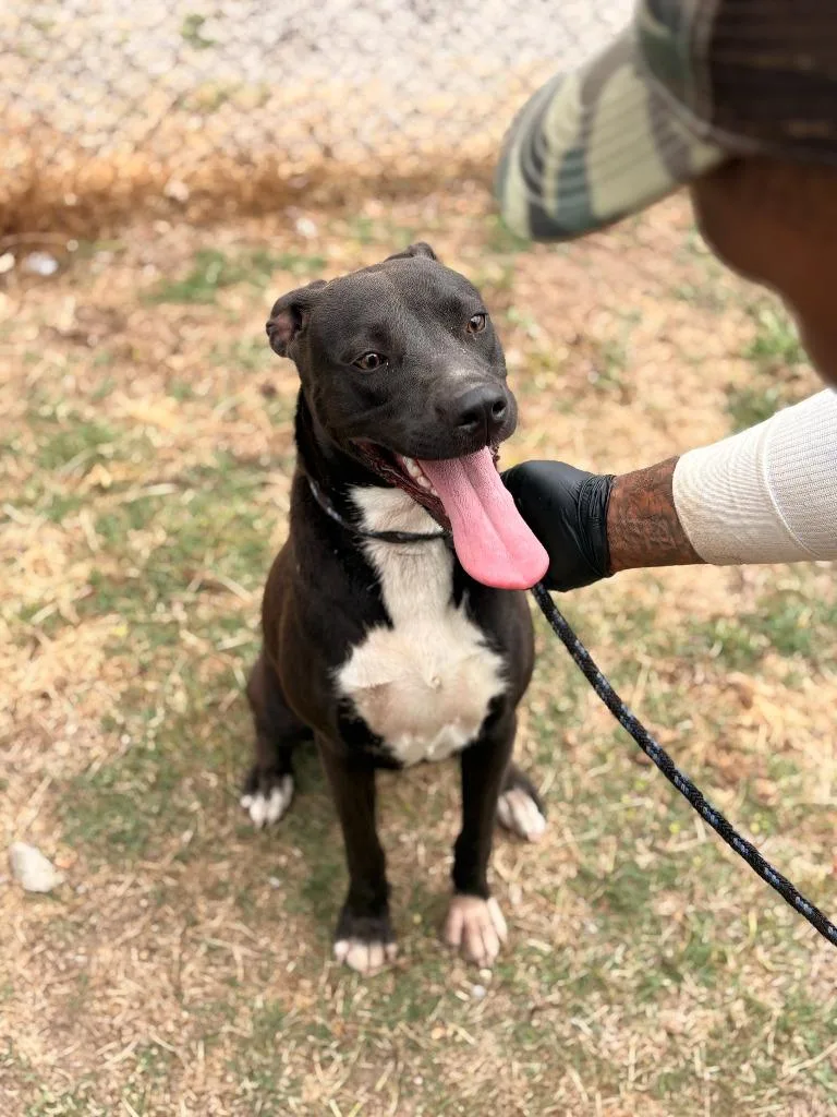 A young medium-sized female Mixed Breed dog named Evey for adoption in Effingham, SC