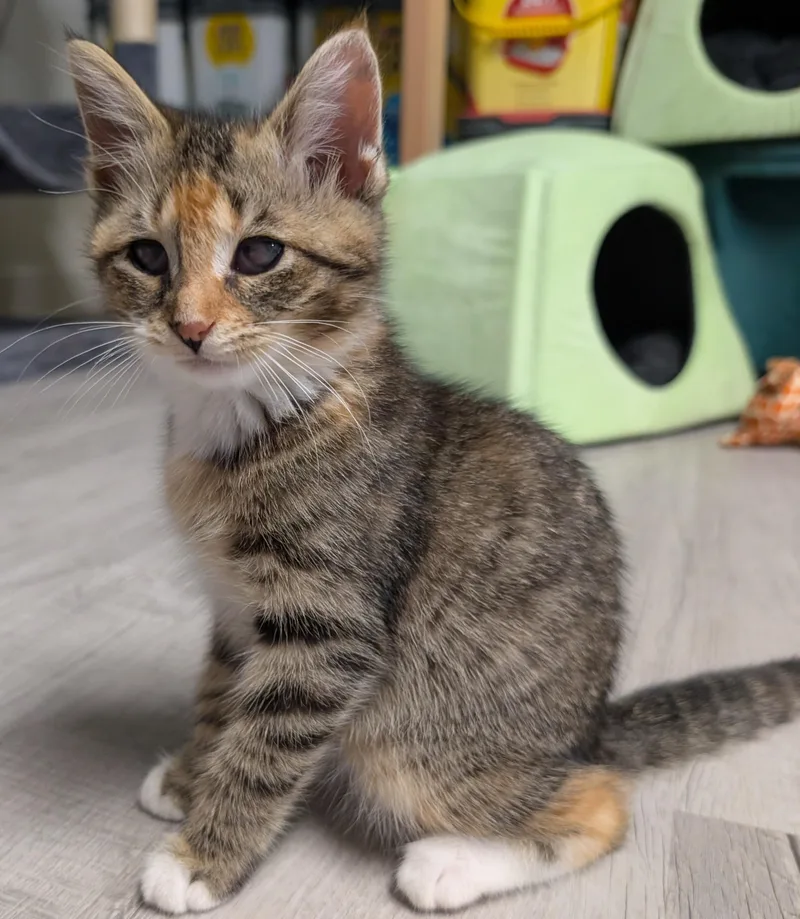 A young small-sized female Tabby (Buff / Tan / Fawn) Domestic Short Hair cat named Healey for adoption in Chuckey, TN