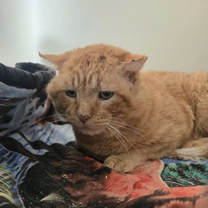 A senior large-sized male Orange / Red Domestic Short Hair cat named Marvin for adoption in Tawas City, MI