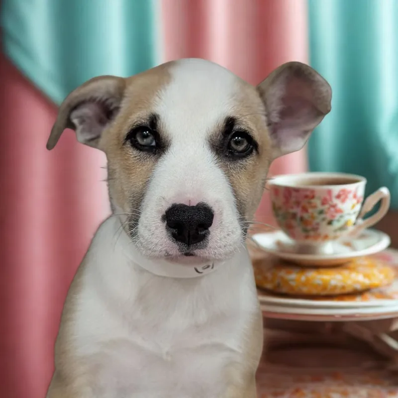 A baby medium-sized female Yellow / Tan / Blond / Fawn Husky dog named Matcha for adoption in Ocala, FL