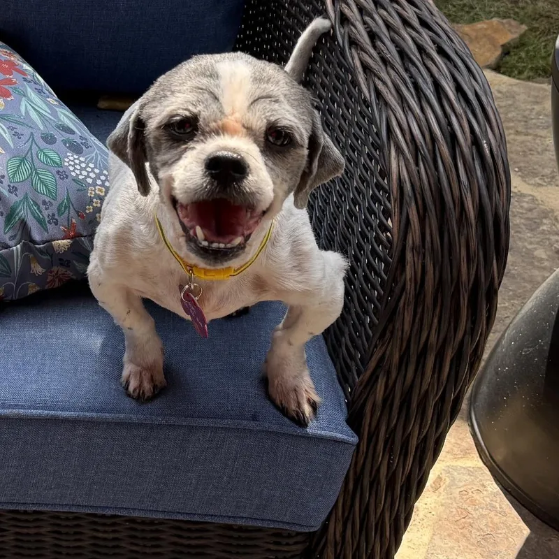 A senior small-sized female Shih Tzu dog named Zanie for adoption in Bessemer, AL