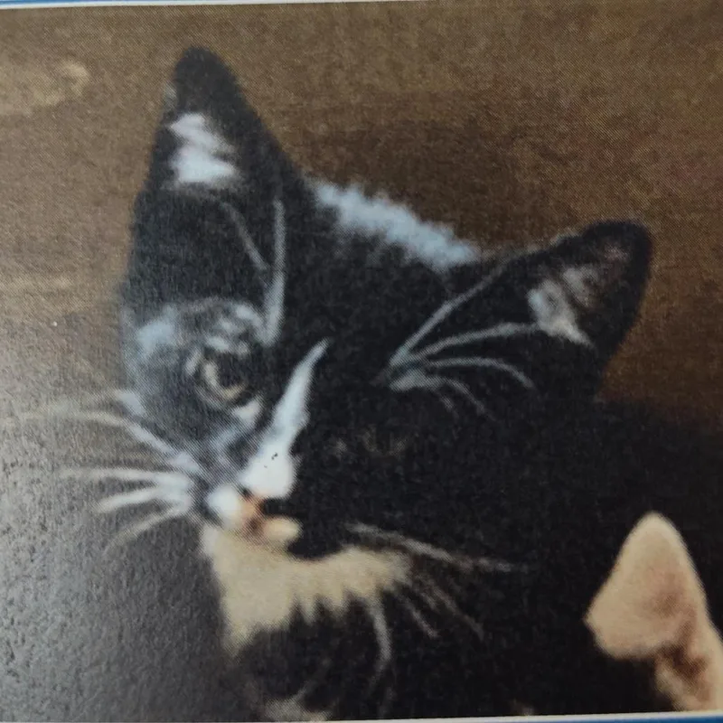 A young small-sized male Black Domestic Short Hair cat named Bobby for adoption in Hemet, CA