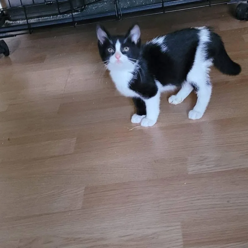 A baby medium-sized male Black & White / Tuxedo Domestic Short Hair cat named Frank for adoption in Muncie, IN